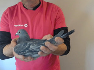Pigeon image