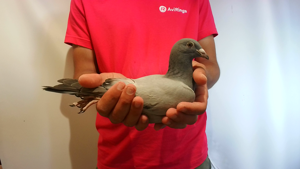 Pigeon image