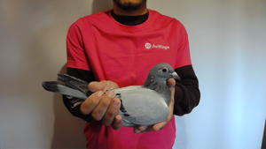 Pigeon image