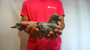 Pigeon image