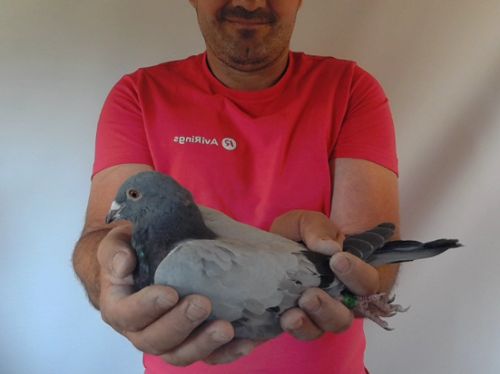 Pigeon image