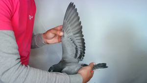 Pigeon image