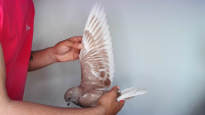 Pigeon image