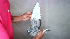 Pigeon image