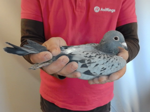 Pigeon image