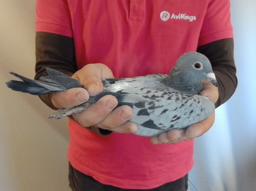 Pigeon image