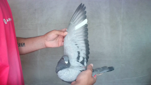 Pigeon image