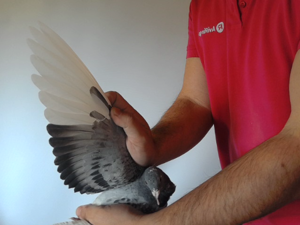 Pigeon image