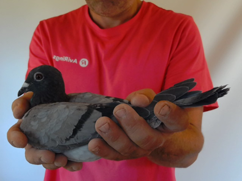 Pigeon image