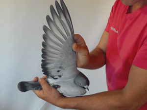 Pigeon image