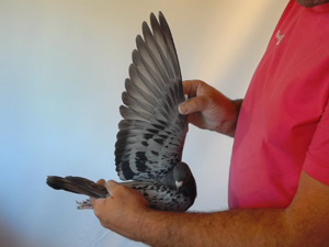 Pigeon image