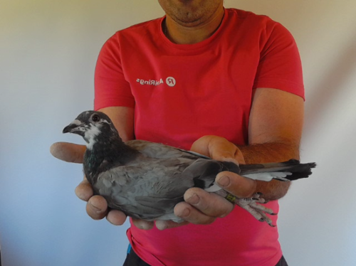 Pigeon image