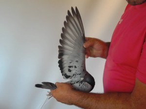 Pigeon image