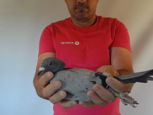 Pigeon image