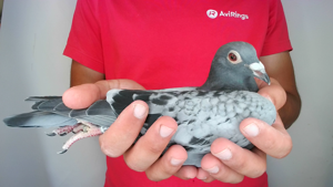 Pigeon image