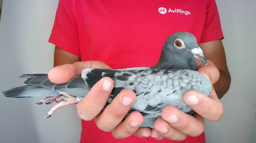 Pigeon image