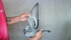 Pigeon image