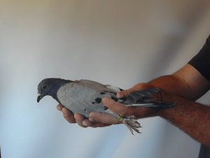 Pigeon image
