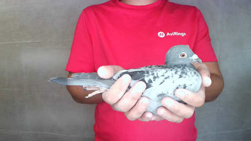 Pigeon image
