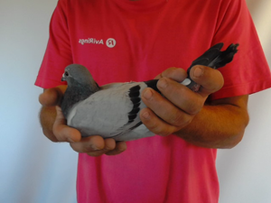Pigeon image
