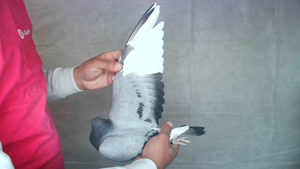 Pigeon image