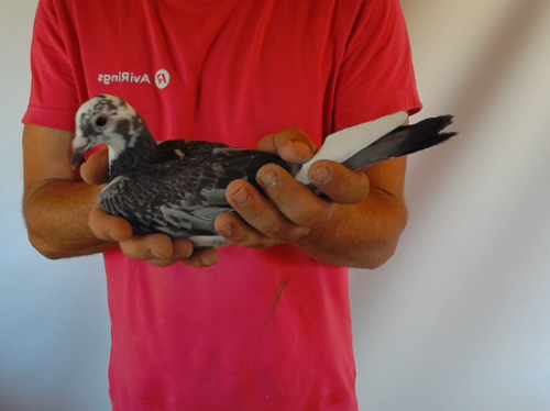 Pigeon image