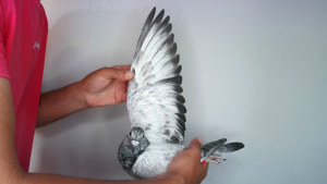 Pigeon image