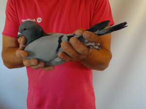 Pigeon image