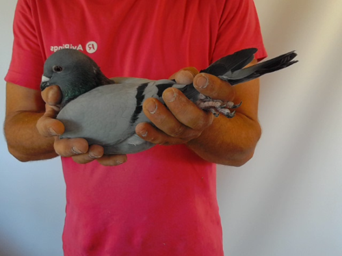 Pigeon image