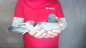 Pigeon image