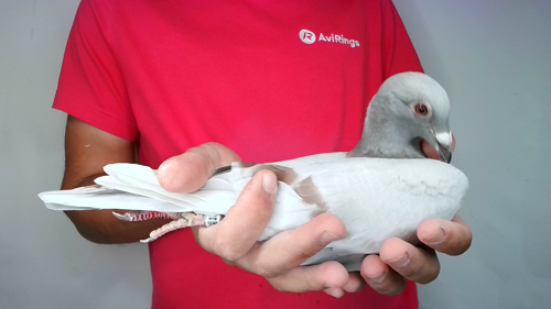 Pigeon image