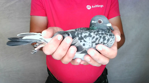 Pigeon image