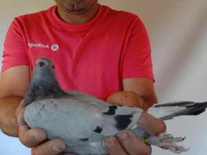 Pigeon image