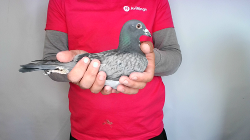 Pigeon image