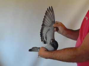 Pigeon image