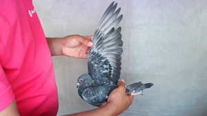 Pigeon image