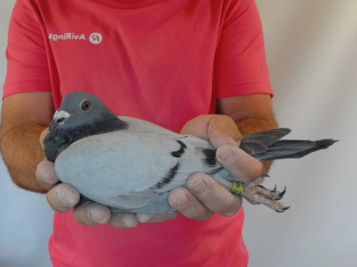 Pigeon image