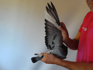Pigeon image