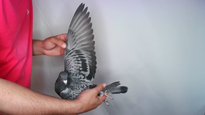 Pigeon image