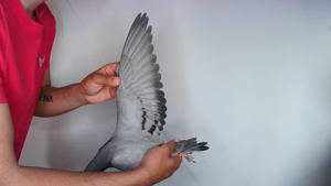 Pigeon image