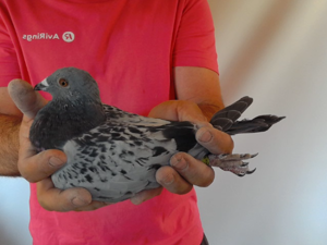Pigeon image