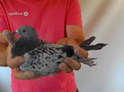 Pigeon image