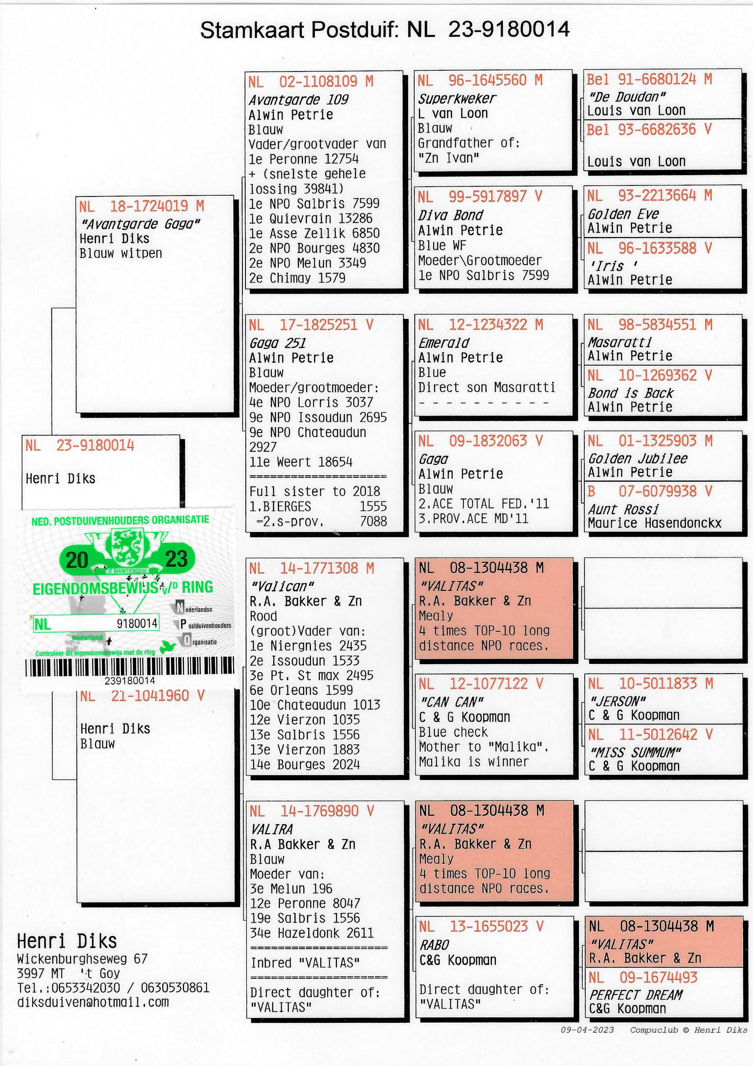Pigeon pedigree image