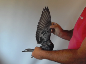 Pigeon image