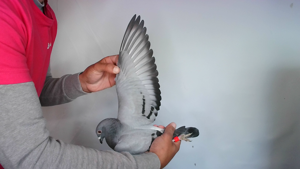 Pigeon image