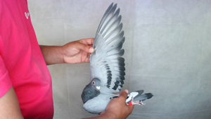 Pigeon image