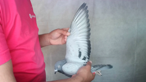 Pigeon image