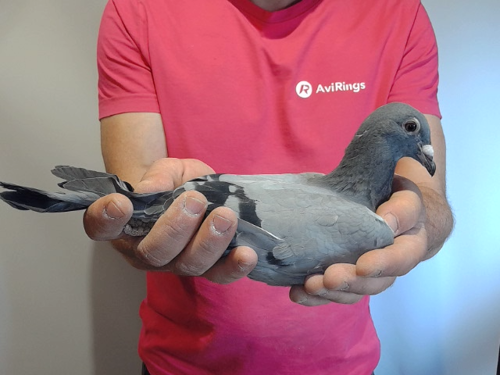 Pigeon image