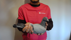 Pigeon image