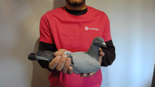 Pigeon image